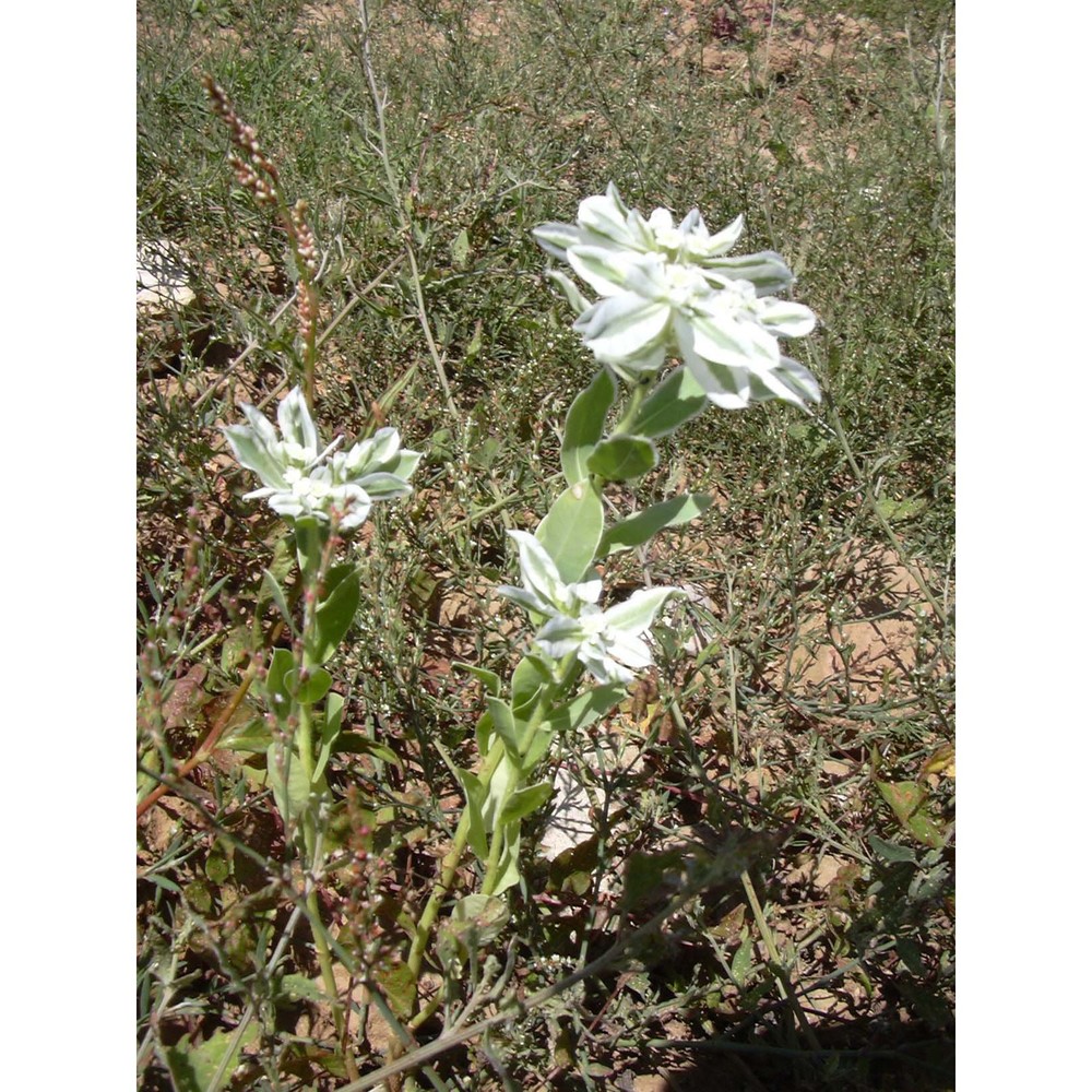 euphorbia marginata pursh