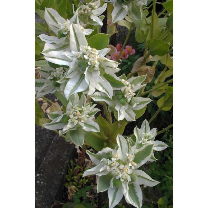 euphorbia marginata pursh