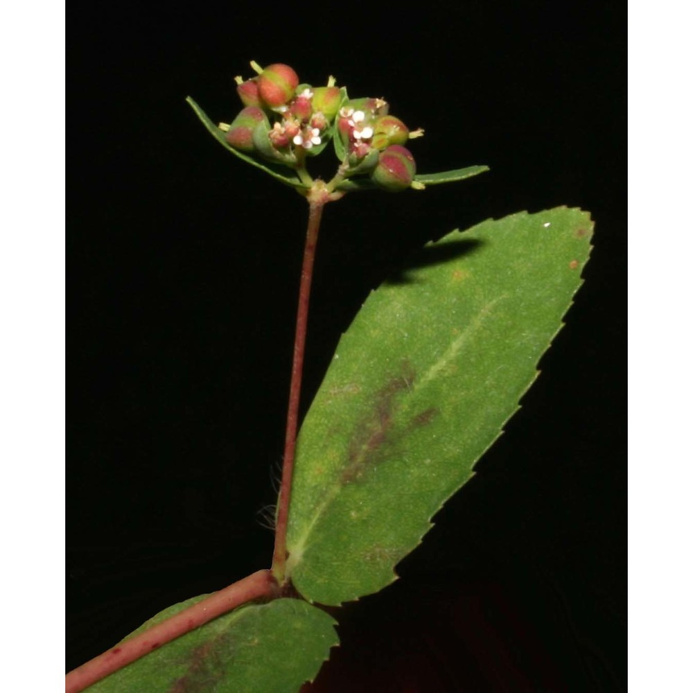 euphorbia nutans lag.