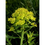 euphorbia palustris l.