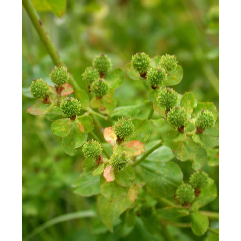 euphorbia palustris l.