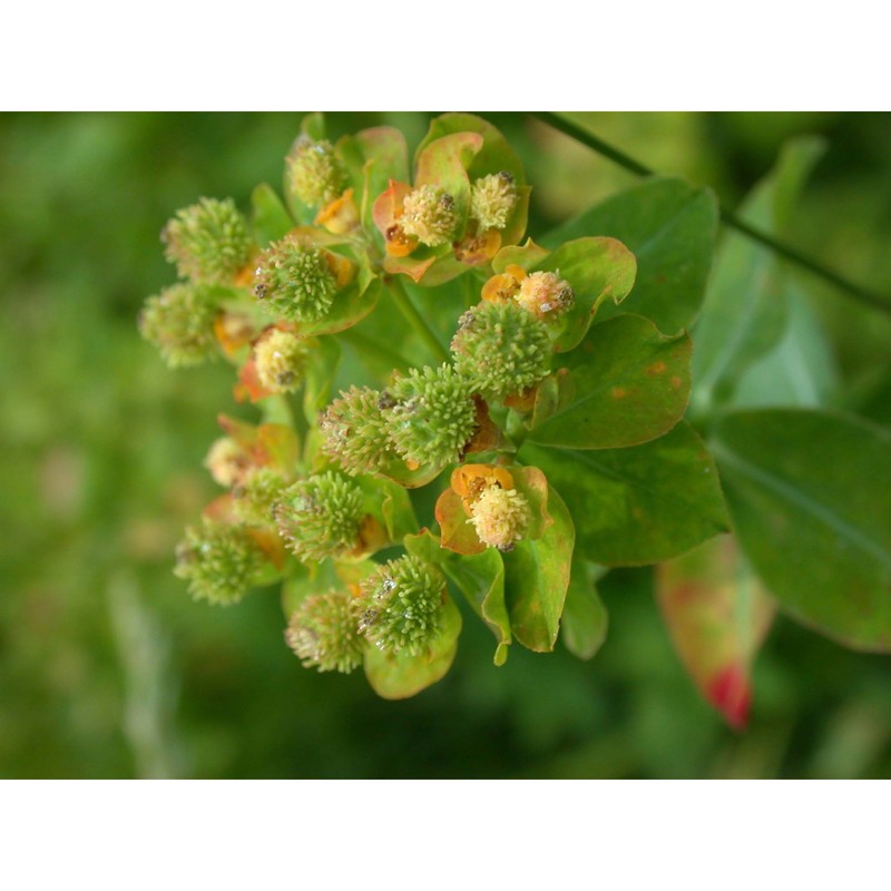 euphorbia palustris l.