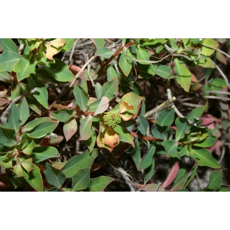 euphorbia papillaris (boiss.) raffaelli et ricceri