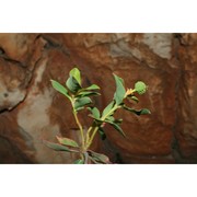 euphorbia papillaris (boiss.) raffaelli et ricceri