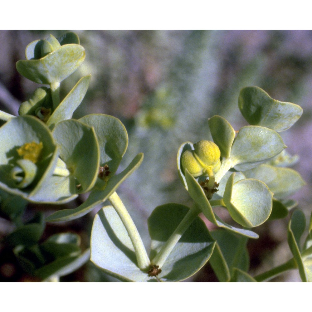 euphorbia paralias l.