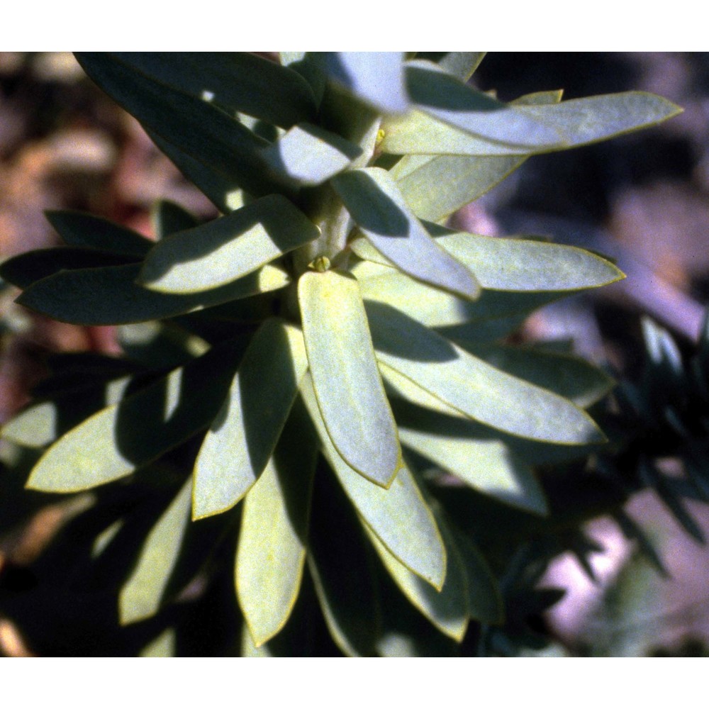 euphorbia paralias l.