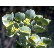 euphorbia paralias l.