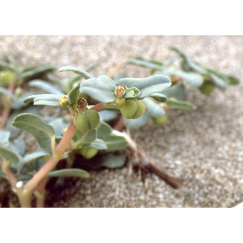 euphorbia peplis l.