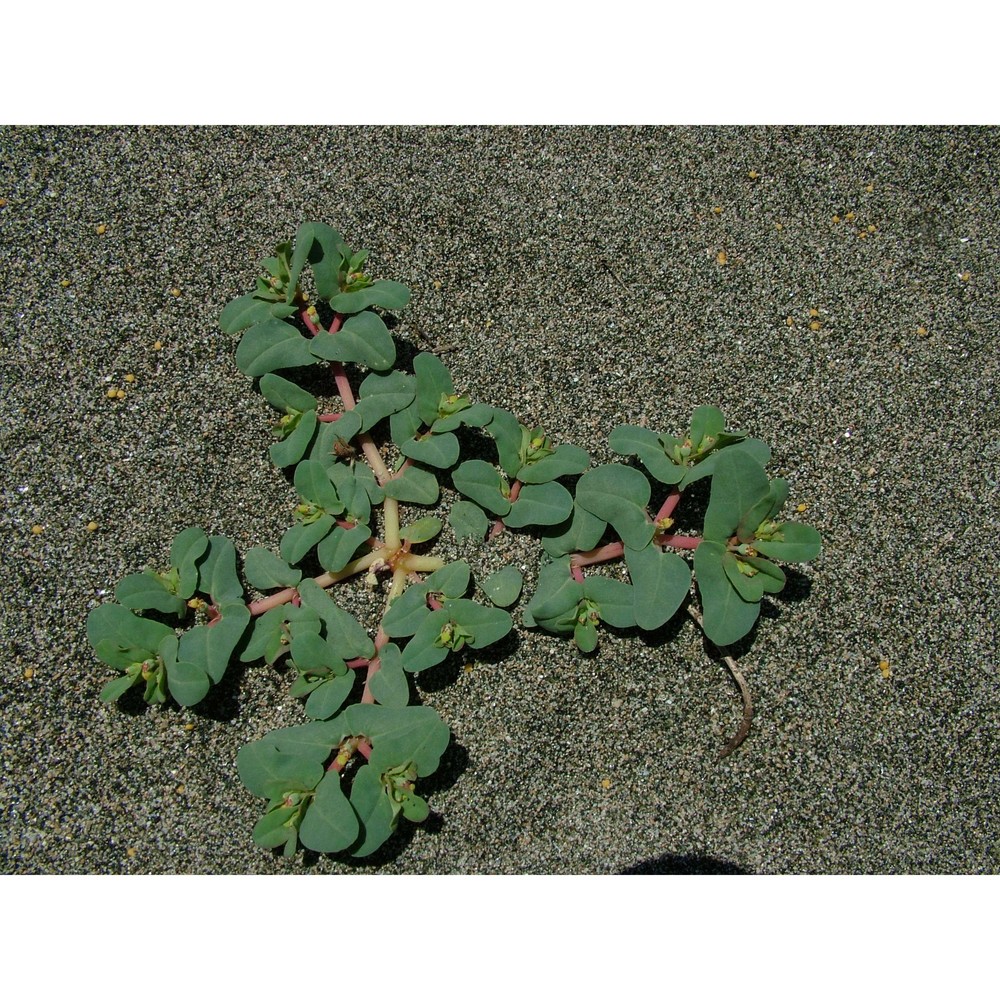 euphorbia peplis l.