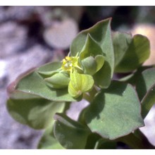 euphorbia peplus l.