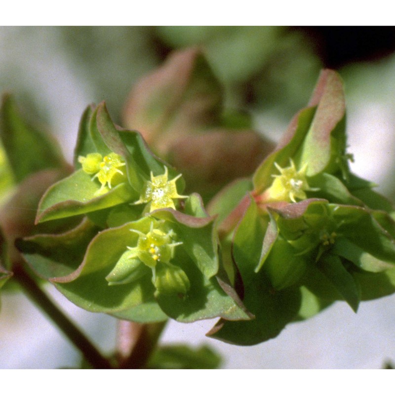 euphorbia peplus l.