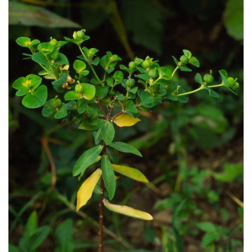 euphorbia platyphyllos l.