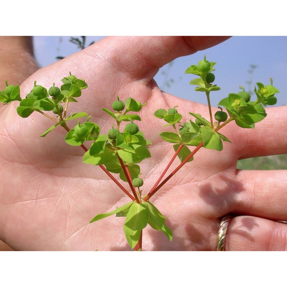 euphorbia platyphyllos l.