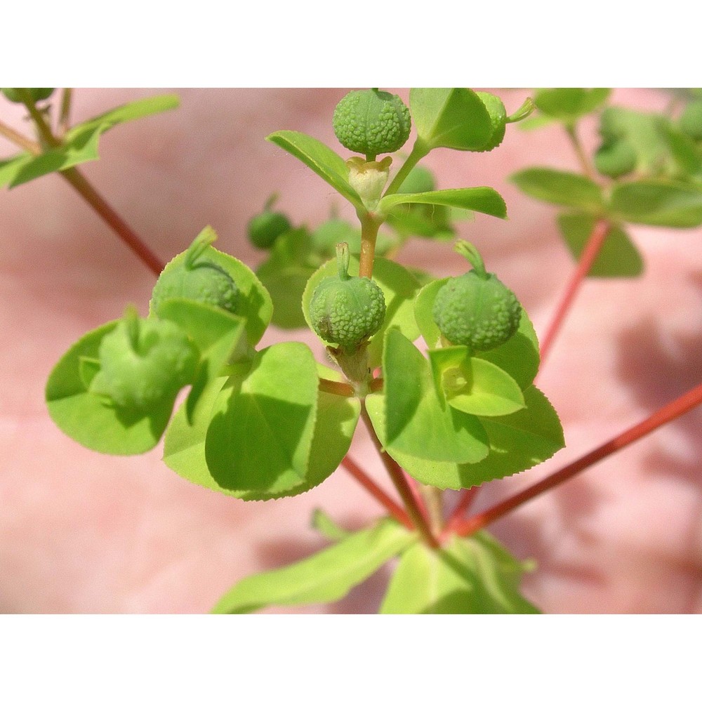 euphorbia platyphyllos l.