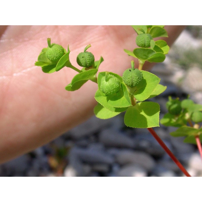 euphorbia platyphyllos l.