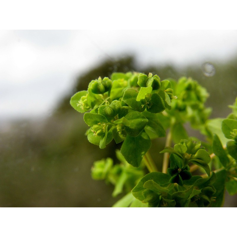 euphorbia pterococca brot.