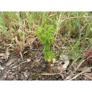 euphorbia pterococca brot.