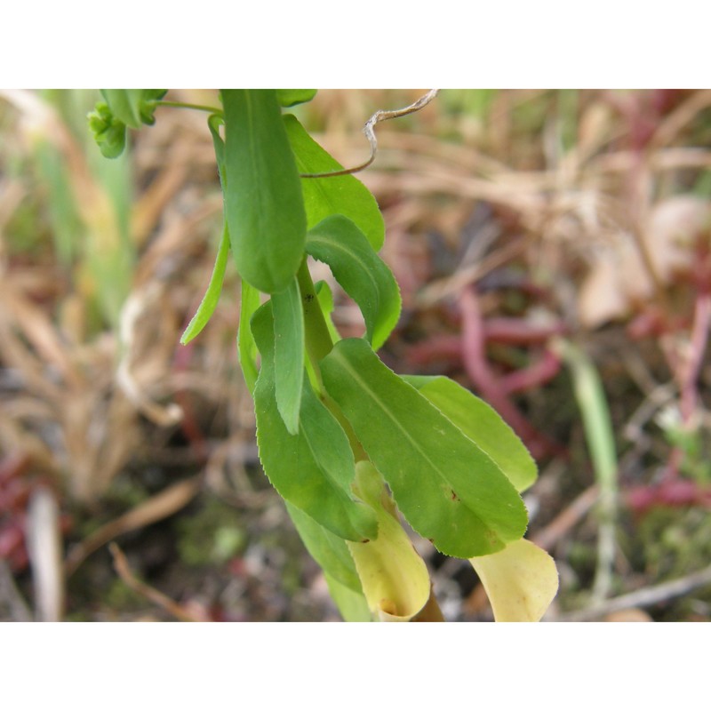 euphorbia pterococca brot.