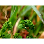 euphorbia pterococca brot.