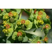 euphorbia rigida m. bieb.