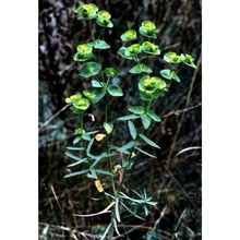 euphorbia segetalis l.