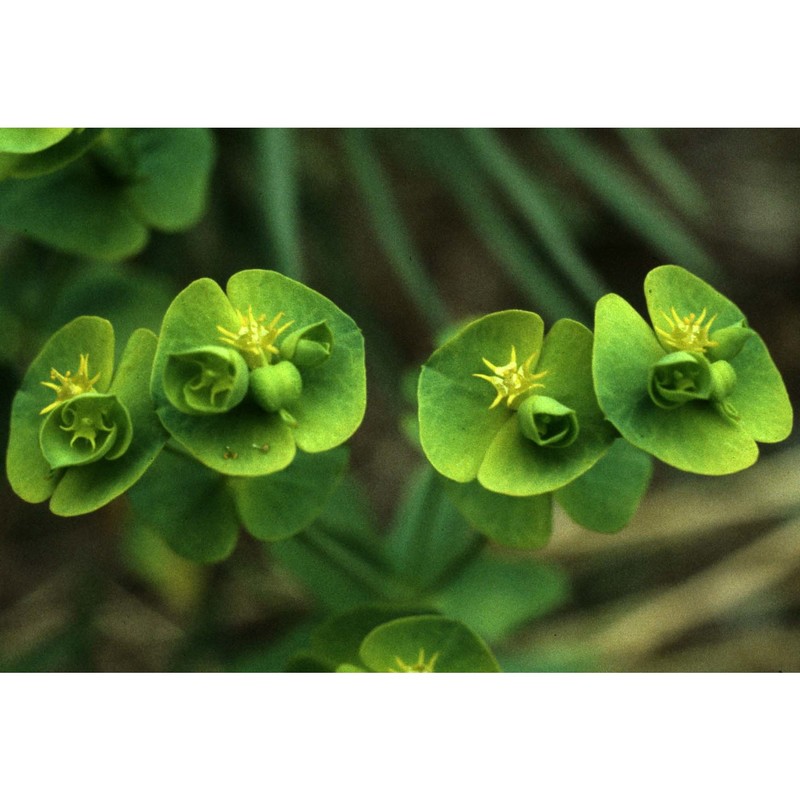 euphorbia segetalis l.