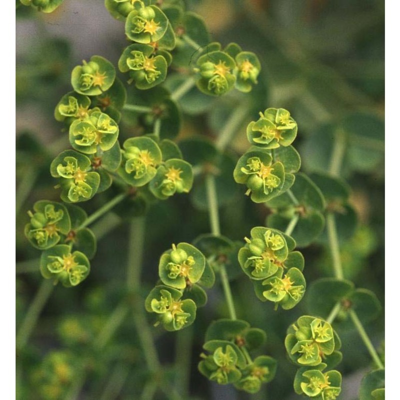 euphorbia segetalis l.