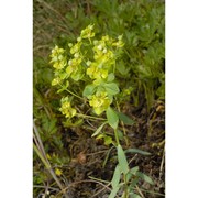 euphorbia seguieriana neck.