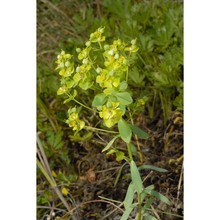 euphorbia seguieriana neck.