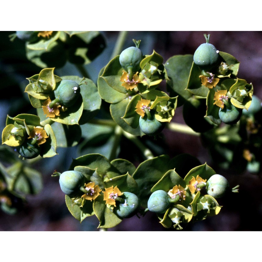 euphorbia seguieriana neck.