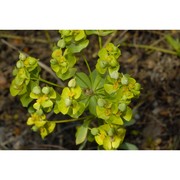 euphorbia seguieriana neck.