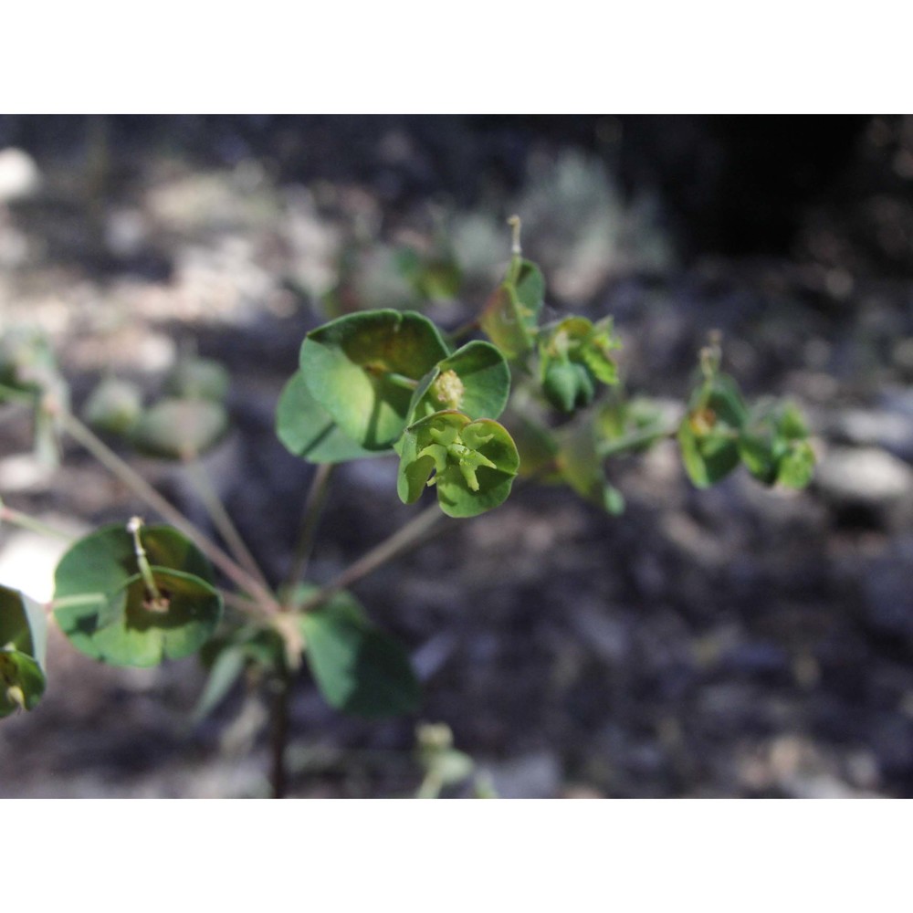 euphorbia semiperfoliata viv.