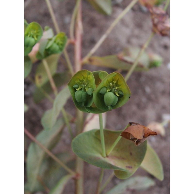 euphorbia semiperfoliata viv.