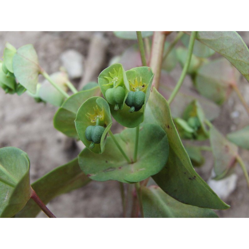 euphorbia semiperfoliata viv.