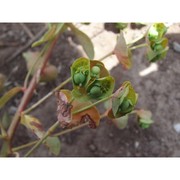 euphorbia semiperfoliata viv.