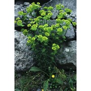 euphorbia serrata l.