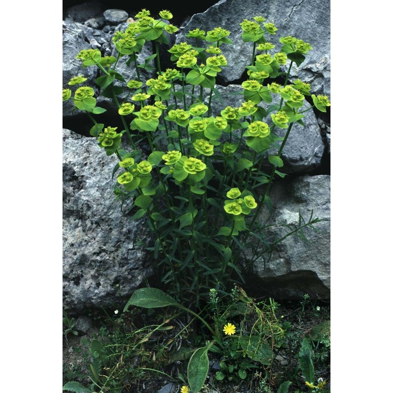 euphorbia serrata l.