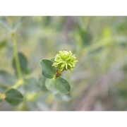 euphorbia spinosa l.