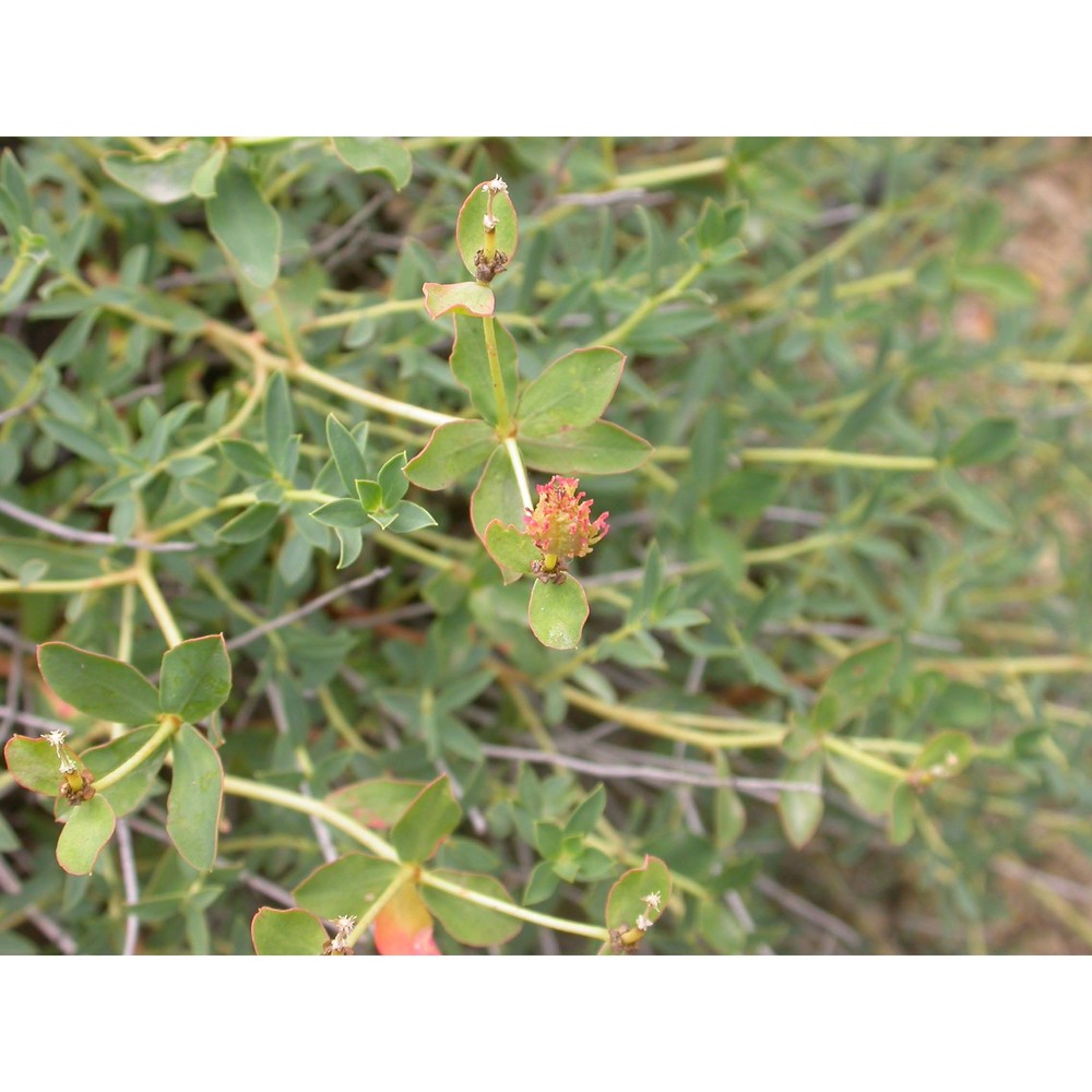 euphorbia spinosa l.