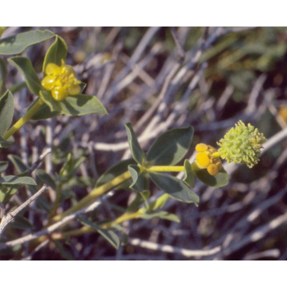 euphorbia spinosa l.