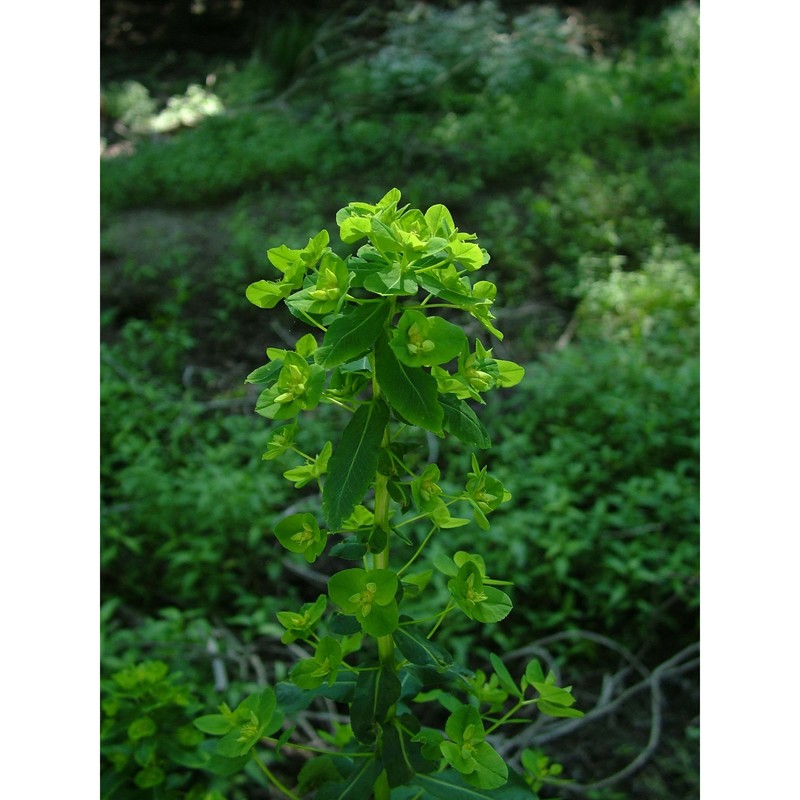 euphorbia stricta l.