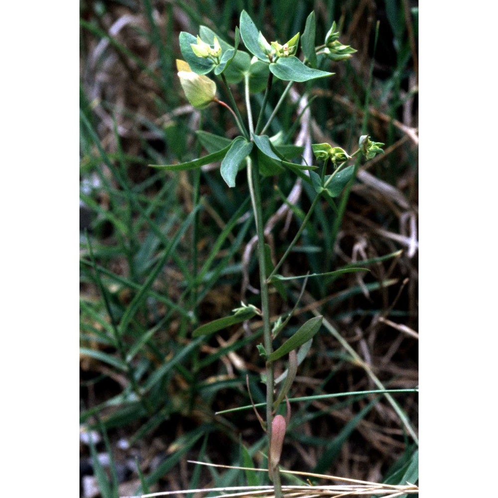 euphorbia taurinensis all.