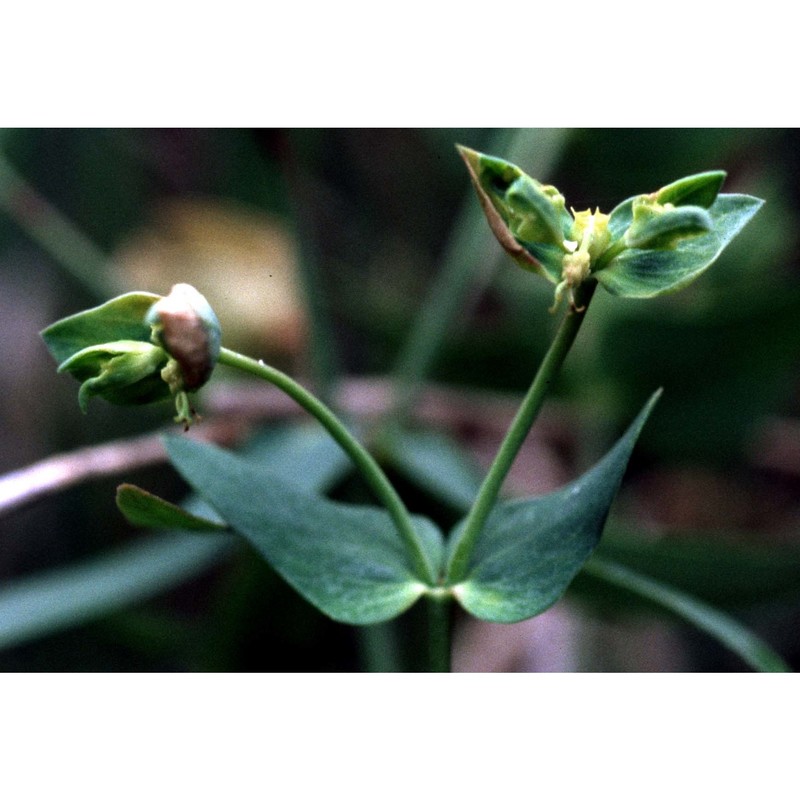 euphorbia taurinensis all.