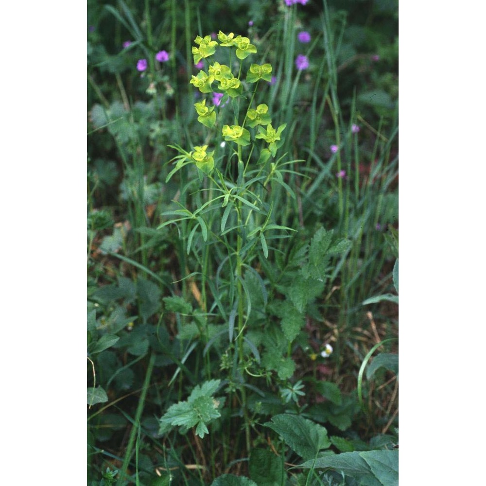 euphorbia taurinensis all.