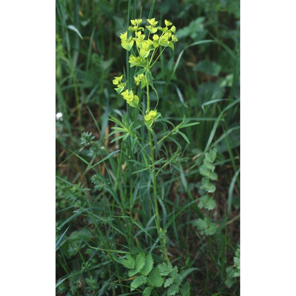 euphorbia taurinensis all.