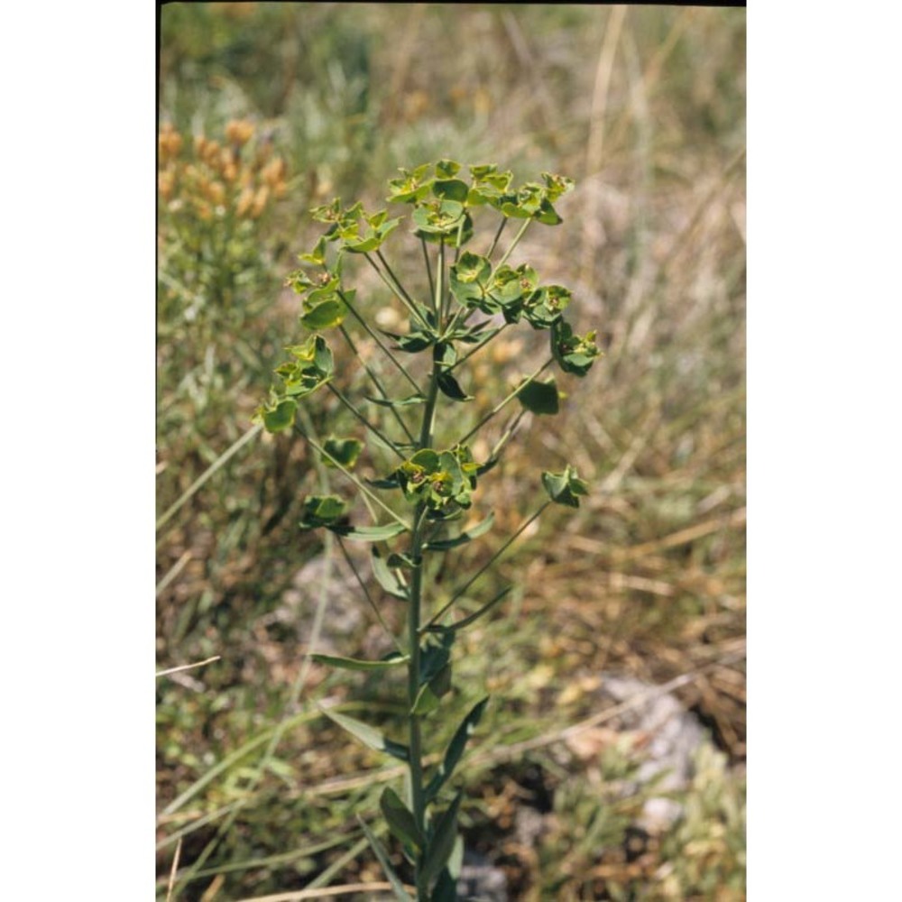 euphorbia tommasiniana bertol.