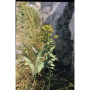 euphorbia tommasiniana bertol.