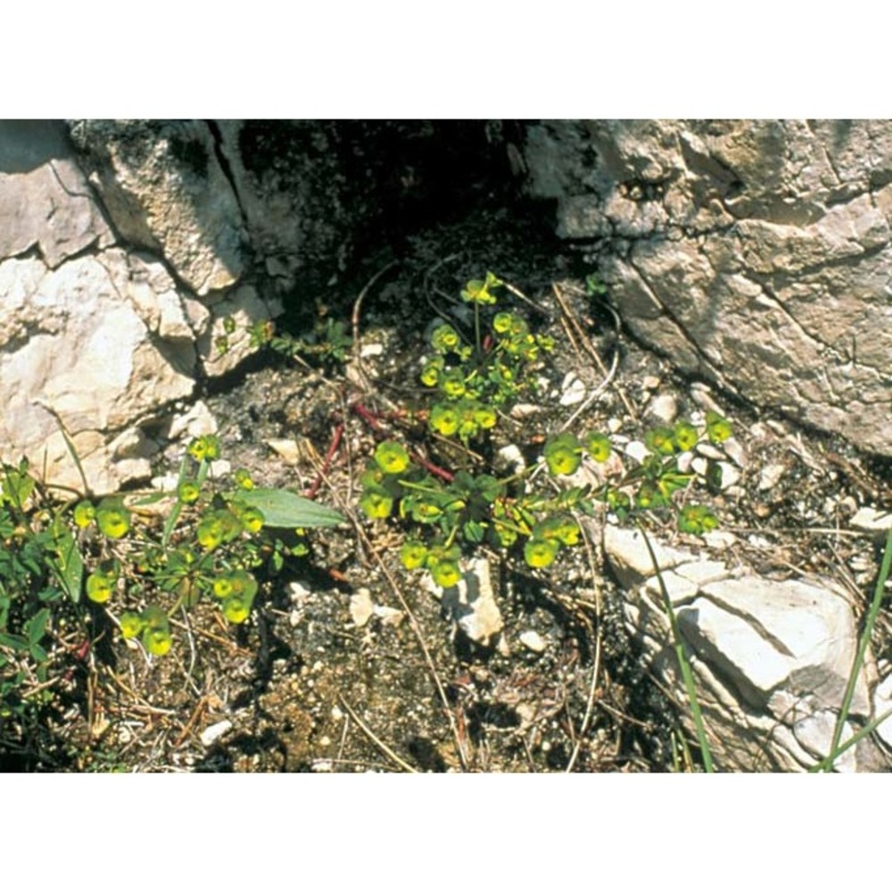 euphorbia triflora schott, nyman et kotschy subsp. kerneri (huter ex a. kern.) poldini