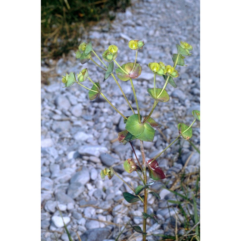 euphorbia triflora schott, nyman et kotschy subsp. kerneri (huter ex a. kern.) poldini