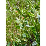 euphorbia triflora schott, nyman et kotschy subsp. kerneri (huter ex a. kern.) poldini